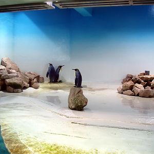 Munich Zoo - Penguin exhibit