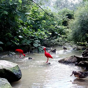 Munich Zoo - Great Aviary