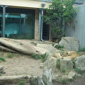 Lion Exhibit