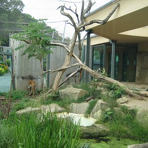 Tiger Exhibit