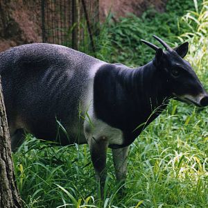 Jentink Duiker