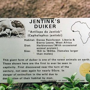 Jentink Duiker Exhibit Sign