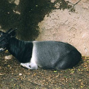 Jentink Duiker