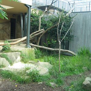 Tiger Exhibit with the huge pool...