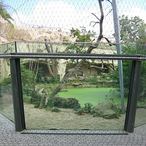Big Tiger exhibit with pool
