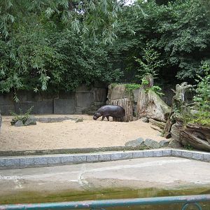 Old Pygmy Hippo Exhibit