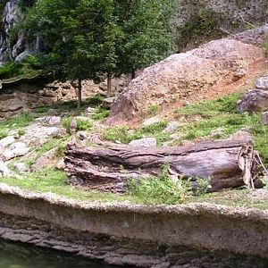 Salzburg Zoo (AT) Chamois 2004