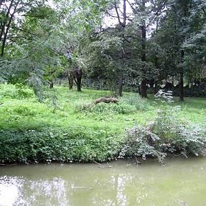 Salzburg Zoo (AT) Cheeta 2004