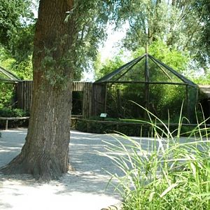 Aquazoo Friesland in Leeuwarden (NL) Tamarins 2008