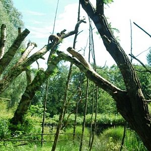 Aquazoo Friesland in Leeuwarden (NL) Coati 2008