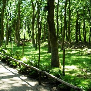 Aquazoo Friesland in Leeuwarden (NL) duiker 2008