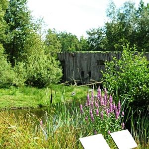 Aquazoo Friesland in Leeuwarden (NL) squirrelmonkey 2008