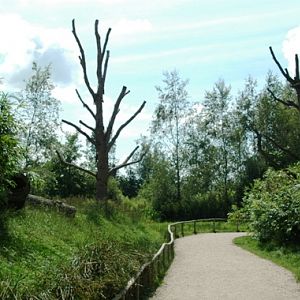 Aquazoo Friesland in Leeuwarden (NL) Lemur 2008