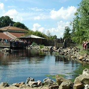 Aquazoo Friesland in Leeuwarden (NL) Fur seal 2008