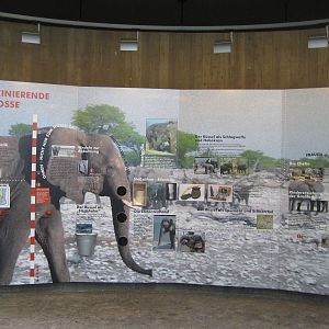 Elephant Information