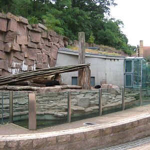Aisan Black bear Exhibit