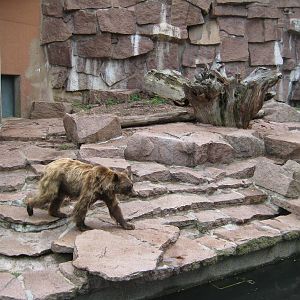 Brown bear Exhibit