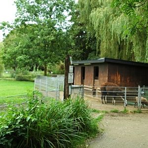 Tiergarten Kleve (D) Lama+sheep 2008