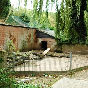 Tiergarten Kleve (D) Pigs 2008