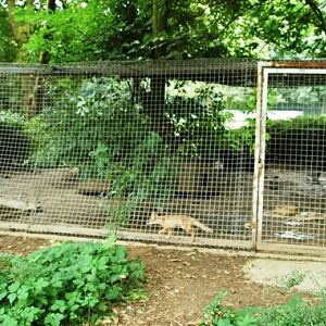 Tiergarten Kleve (D) Fox 2008
