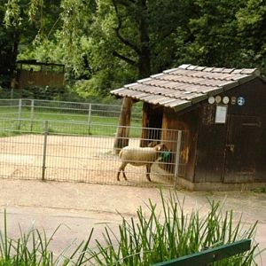 Tiergarten Kleve (D) sheep 2008