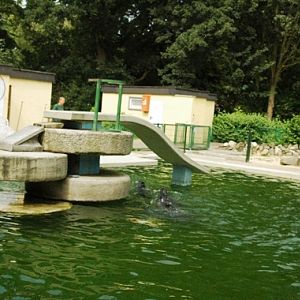 Tiergarten Kleve (D) Seals 2008