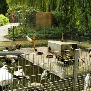 Tiergarten Kleve (D) Nutria 2008