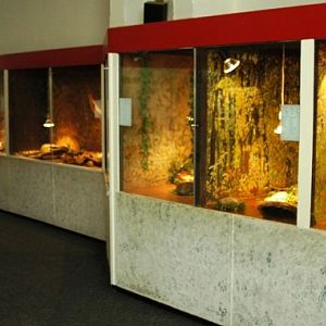 Reptile zoo Iguana in Vlissingen (NL) Snakes 2008