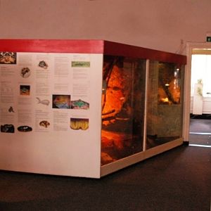 Reptile zoo Iguana in Vlissingen (NL) Snakes+Tupinambis 2008