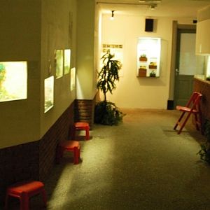 Reptile zoo Iguana in Vlissingen (NL) Salamanders, frogs & toads 2008