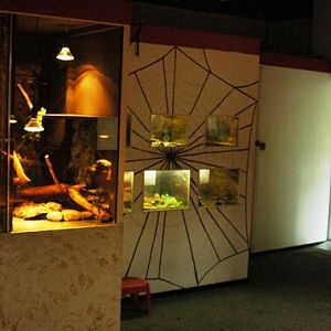 Reptile zoo Iguana in Vlissingen (NL) Spiders 2008