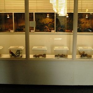 Reptile zoo Iguana in Vlissingen (NL) 'Nursery' 2008