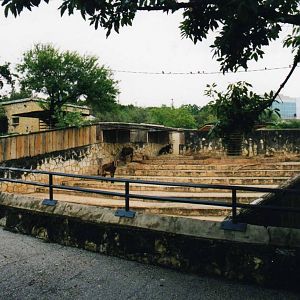 Sable Antelope Exhibit
