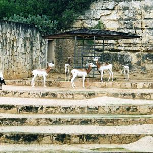Adra Gazelle Exhibit