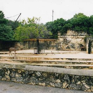 Greater Kudu Exhibit