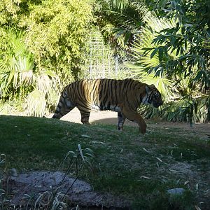 Indochinese Tiger - Reid Park Zoo