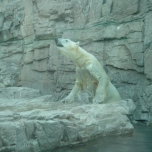 Polar Bear - Reid Park Zoo