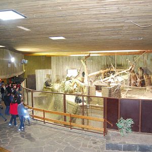 Indoor gorilla exbith in Kolmarden Zoo