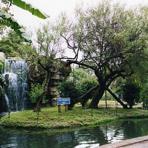 Tree Kangaroo Island
