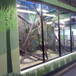 Squirrel Monkey Exhibit