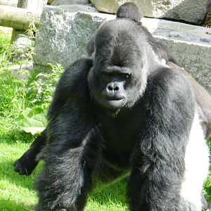 Djala the Gorilla