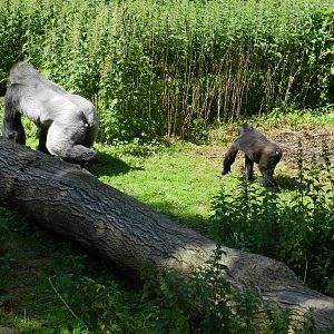 Djala and Louna the Gorillas