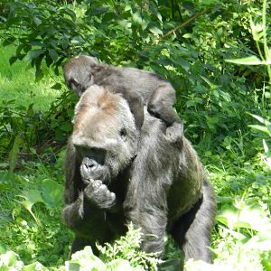 Kishi and Akou the Gorillas