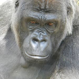Mumba the Gorilla