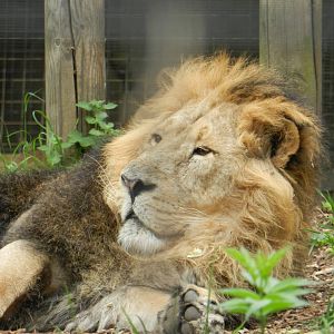 Lucifer the Asiatic Lion