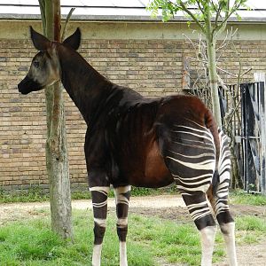 Okapi standing tall at London Zoo