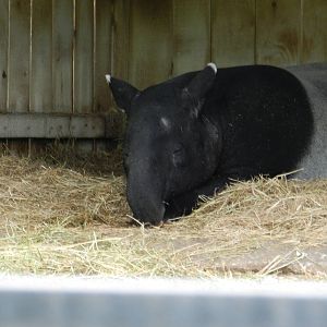 Malayan Tapir