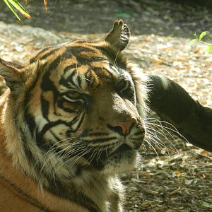 Sumatran Tiger