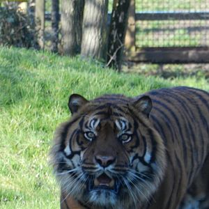 Amir the male Sumatran Tiger