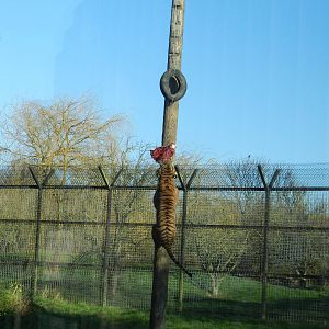 Amir the Sumatran Tiger